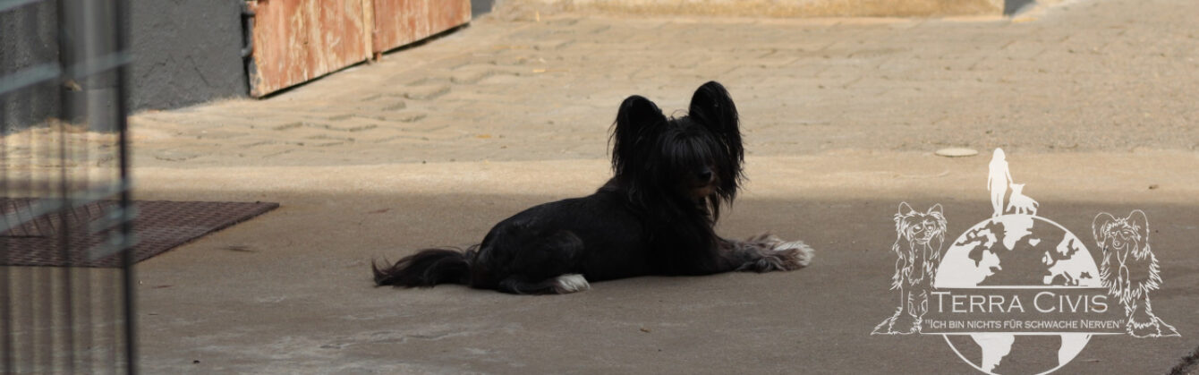 Terra Civis – Chinese Crested Kennel